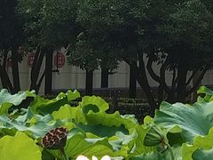 -陈家山荷花公园
