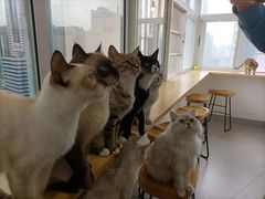 -Heymao猫咖.咖啡厅(东门店)
