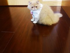 -猫大福·Fortune Cat猫舍(百子湾店)