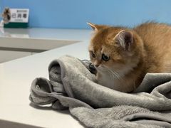 -瑞派福兴宠物医院犬猫全科·骨科·中西医结合(河东店)