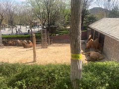 -石家庄市动物园