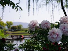 -尚湖风景区
