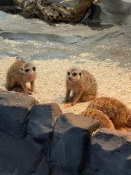 -Zoolung Zoolung动物主题公园(海信广场店)