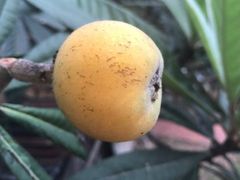 -西山樟坞健康果园枇杷杨梅采摘