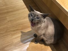 -滚猫咖啡·猫咖·猫友好撸猫(未来城店)