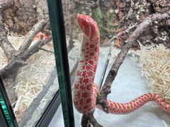 -青石桥花鸟鱼虫市场(叠翠城店)