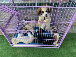 -上美四季动物农场