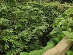 -南山植物园