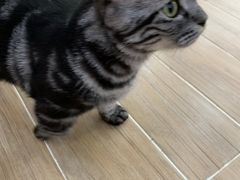 -李小姐の猫咖啡馆(五角场店)