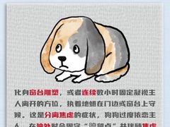 -翊宠yipet猫狗购宠庄园犬舍•猫舍