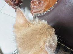 -纳吉亚猫专科动物诊疗中心(蒋宅口分院)