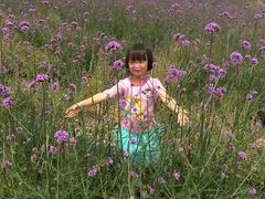 -紫颐香薰山谷景区