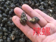 -硇洲岛旅游区