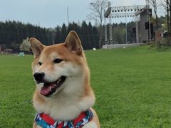 -武陵山森林公园