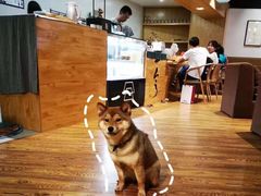 -柴务处·柴犬主题狗咖