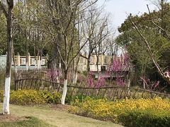 -上海长兴岛郊野公园