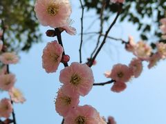 -无锡梅园公园