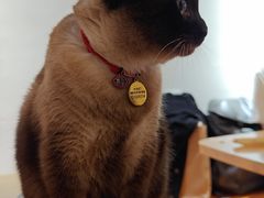 -有猫主题·治愈系猫咖(曾厝垵店)