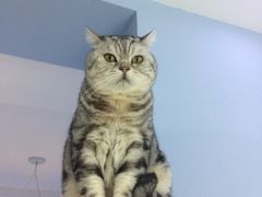 -喵的天空名猫咖啡馆·撸猫·猫舍·用品