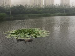 -前关湿地公园
