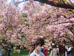 -西安青龙寺遗址景区