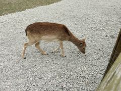 -苏州太湖西山岛开心农场