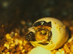 -灵龟之家百象馆(百象馆联合旗舰店)