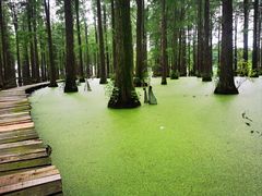 -渌洋湖湿地公园