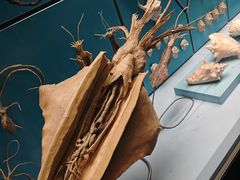 -天津自然博物馆