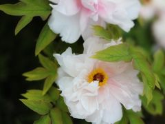 -洛阳市隋唐城遗址植物园