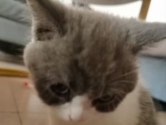 -lincat·猫舍(广州店)