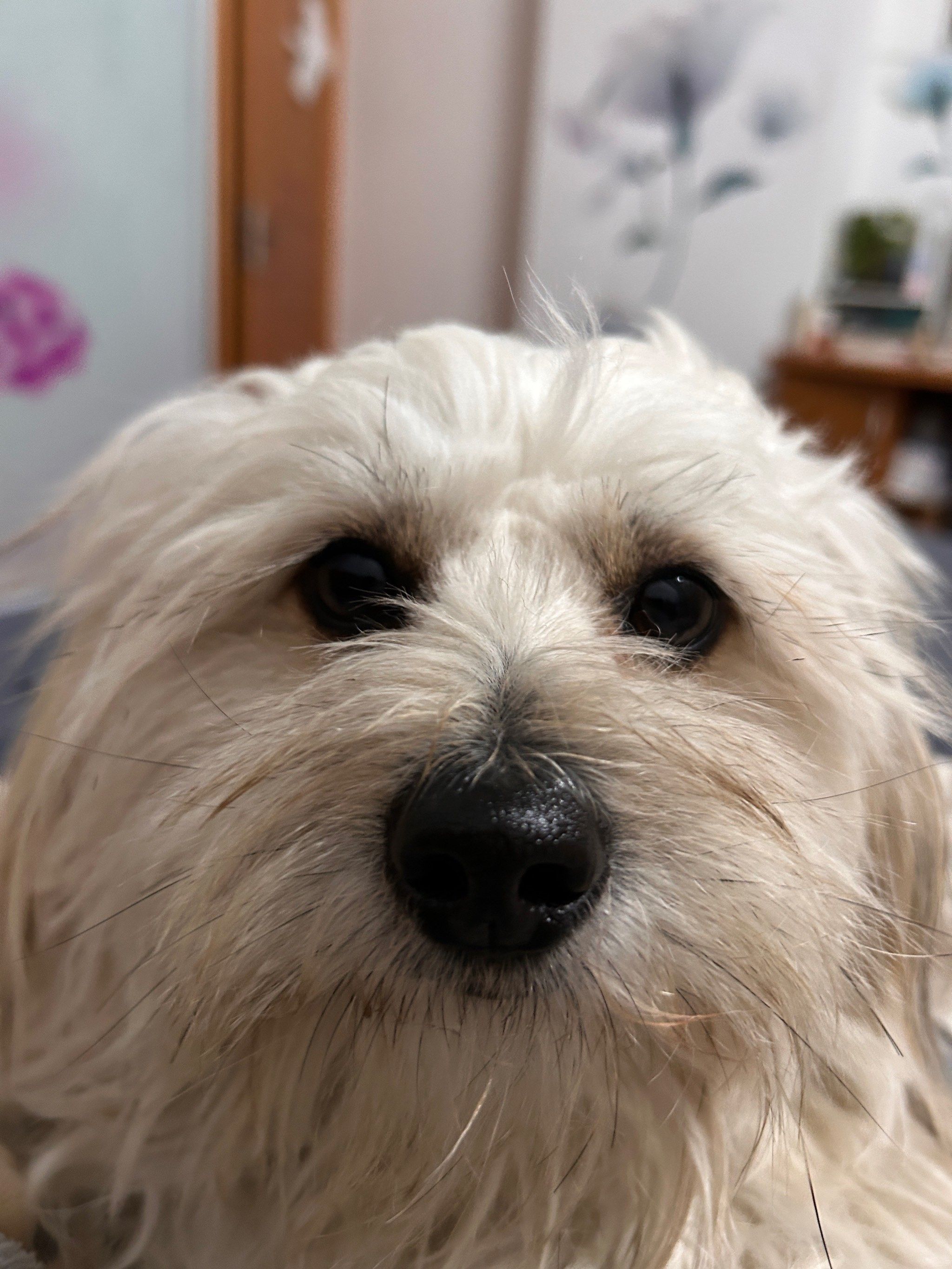 大鼻头潦草小狗最抚人心