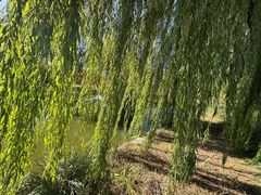 -石家庄市植物园