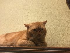 -more than meow吴止猫主题餐厅(承德 中船汇店)