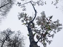 -上海滨江森林公园