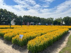 -广东花都香草世界旅游度假区