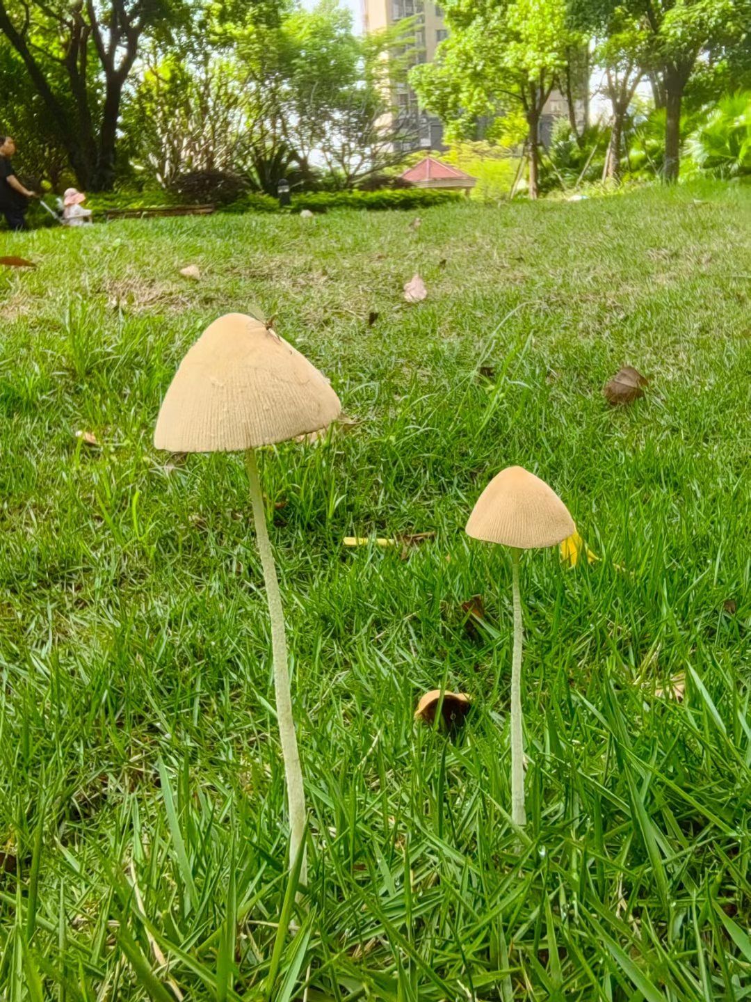 我拍到的治愈系风景 一场春雨过后小蘑菇都出来了