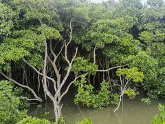 -东寨港红树林旅游区