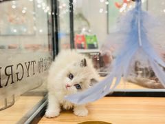 -袖虎·猫馆(体育西路店)