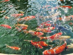 -东南花都花博园