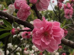 -南汇桃花村