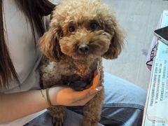 -嘉馨宠物医院·CT影像转诊·心脏科·犬猫全科诊疗中心(下沙大学城院区)