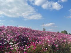 -六合国家地质公园桂子山景区