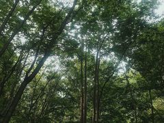 -牛背梁国家森林公园