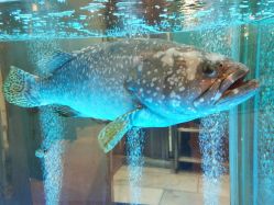 -喜爱轩酒楼·宴会厅