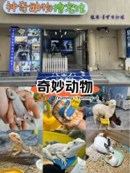 -神奇动物撸宠馆·羊驼·小浣熊·异宠(豫园店)
