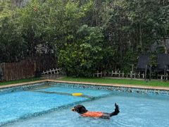 -汪说喵讲宠物乐园宠物酒店(红星美凯龙店)