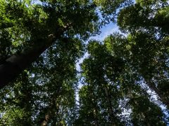 -日照海滨国家森林公园
