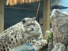 -青藏高原野生动物园