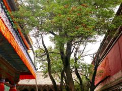 -塔尔寺游客服务中心